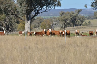 Property 1724 Leaders Road, Binnaway NSW 2395 IMAGE 0