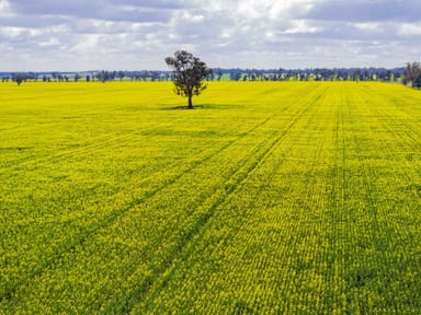 Property Lonsdale Lane, Coolamon  IMAGE 0