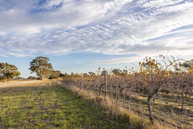 Property Allotment 5 Old Comaum Rd, Penola SA 5277 IMAGE 0