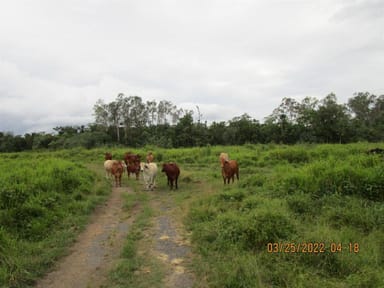 Property Lot 69 Louis Road, South Innisfail QLD 4860 IMAGE 0