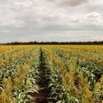 Property 36ML Water, Millmerran QLD 4357 IMAGE 0