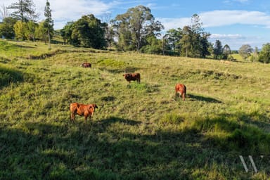 Property 29 Musavale Road, Eerwah Vale QLD 4562 IMAGE 0