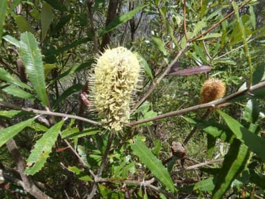 Property Lot 11 Lindy Drive, Rules Beach QLD 4674 IMAGE 0