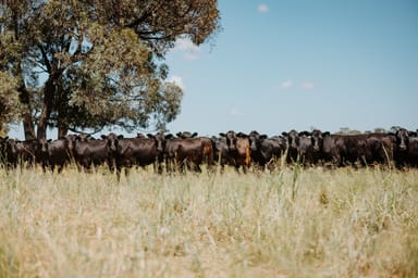Property Moonie Highway Moonie Highway, Moonie QLD 4406 IMAGE 0