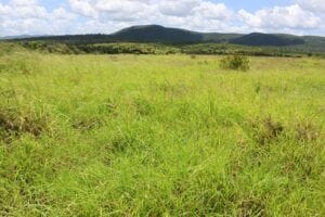 Property 10 Donovan Rd, Wycarbah QLD 4702 IMAGE 0
