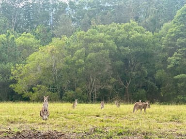 Property Lot 111 Eungai Creek  Road, Eungai Creek NSW 2441 IMAGE 0