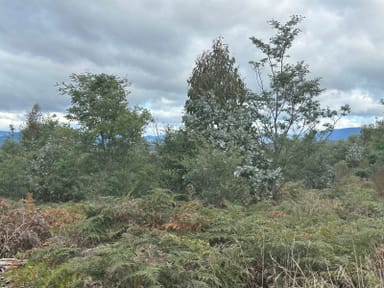 Property Lot 2 Wadleys Road, Reedy Marsh TAS 7304 IMAGE 0
