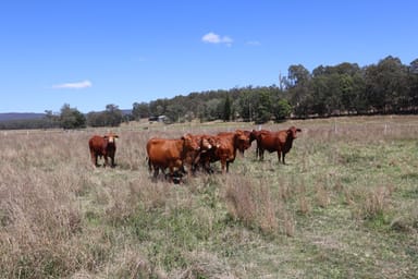 Property 117 Doonans Road, GRANDCHESTER QLD 4340 IMAGE 0