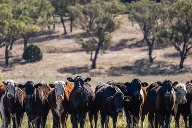 Property 22 Nara-Boah Waterhole Road, Goombungee QLD 4354 IMAGE 0