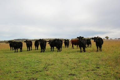 Property 748 Yetman Rd, Inverell NSW 2360 IMAGE 0