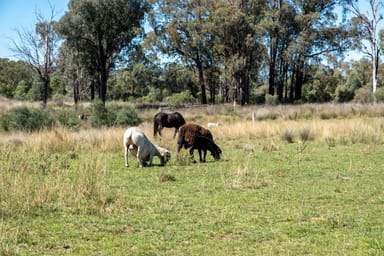 Property 1211 Macintyre Road, BARRABA NSW 2347 IMAGE 0