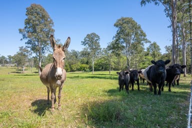 Property 306 Orara Road, LANITZA NSW 2460 IMAGE 0