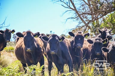 Property 11, Ten Mile Rd, DEEPWATER NSW 2371 IMAGE 0