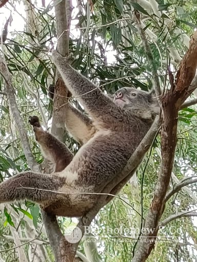 Property 853 Boonah Rathdowney Road, Wallaces Creek QLD 4127 IMAGE 0