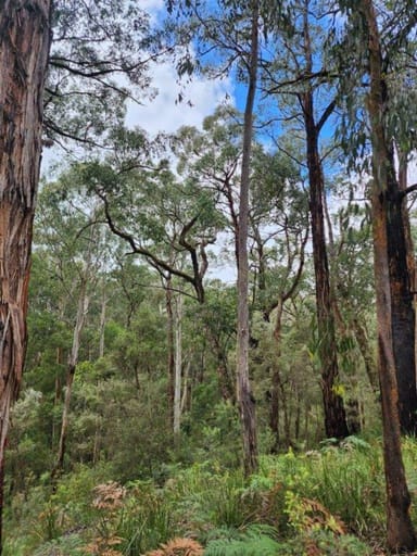 Property 40 Wall-Skinners, CARLISLE RIVER VIC 3239 IMAGE 0