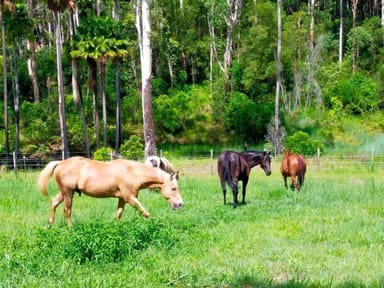 Property 919 Eungella Dam Road, EUNGELLA QLD 4757 IMAGE 0