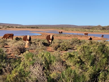 Property Cunyu Station, Wiluna WA 6646 IMAGE 0