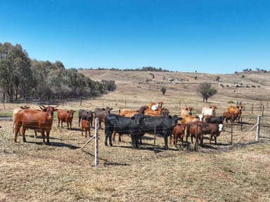 Property Lot 25 Pride of Oak Road, CANOWINDRA NSW 2804 IMAGE 0