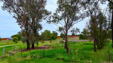 Property 1123 Kamilaroi Highway, QUIRINDI NSW 2343 IMAGE 0