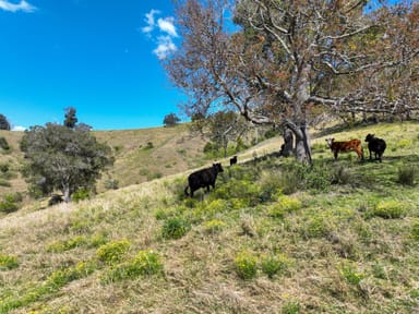 Property 207 Butchers Creek Road, WHERROL FLAT NSW 2429 IMAGE 0