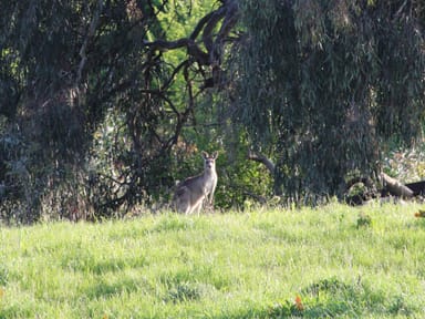 Property 4 Scenic Drive, Mansfield VIC 3722 IMAGE 0