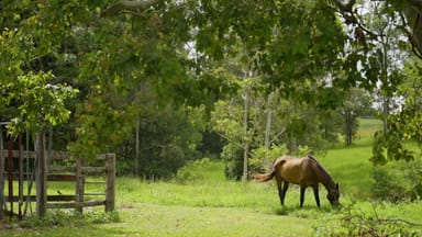 Property 550 Mary Valley Road, Jones Hill QLD 4570 IMAGE 0