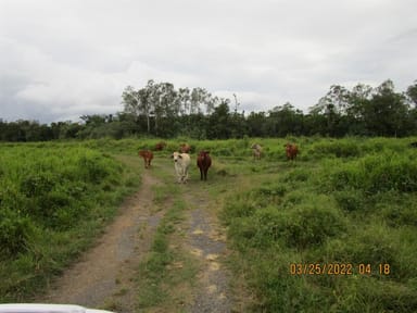 Property Lot 69 Louis Road, South Innisfail QLD 4860 IMAGE 0